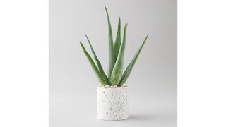 Best Indoor Plants - Best Air Purifying Indoor Plants - Aloe Vera Terrain