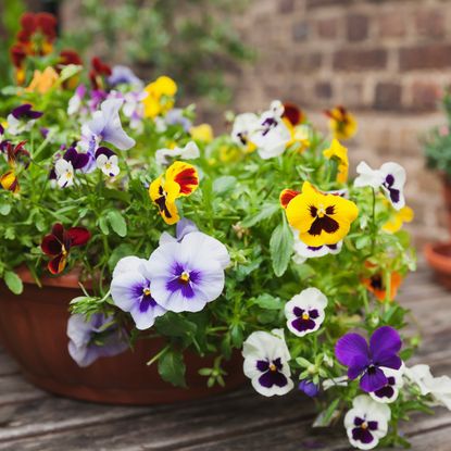 Pot with colorful pansies sits on wood table