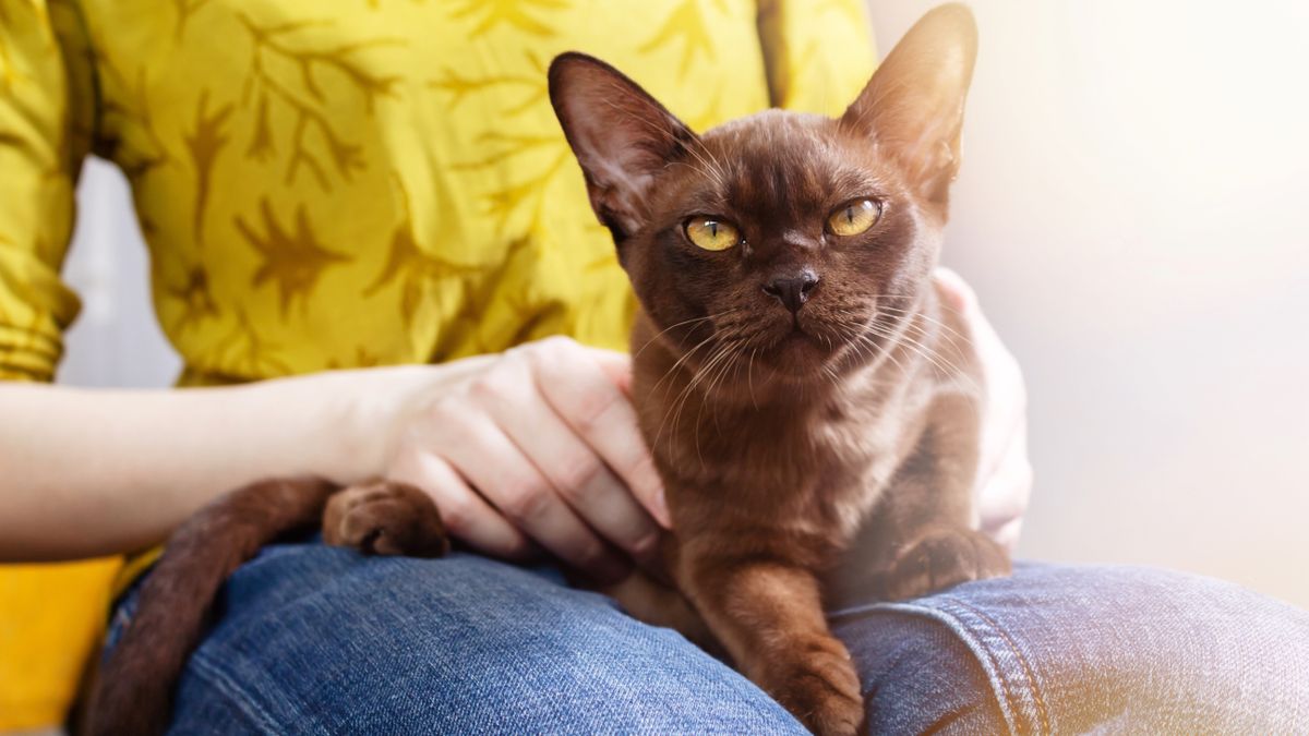 Burmese cat sitting on woman&#039;s lap