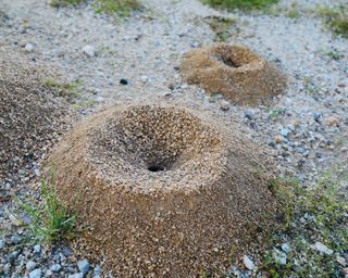 Pesky ant mounds