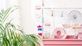 Clean hamster cage