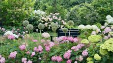 Grow For Me Gardening hydrangeas