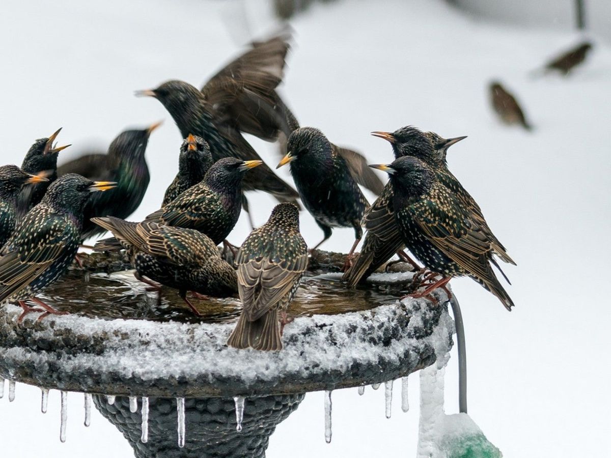 How To Help Birds Through Winter - Adding A Heated Bird Bath ...