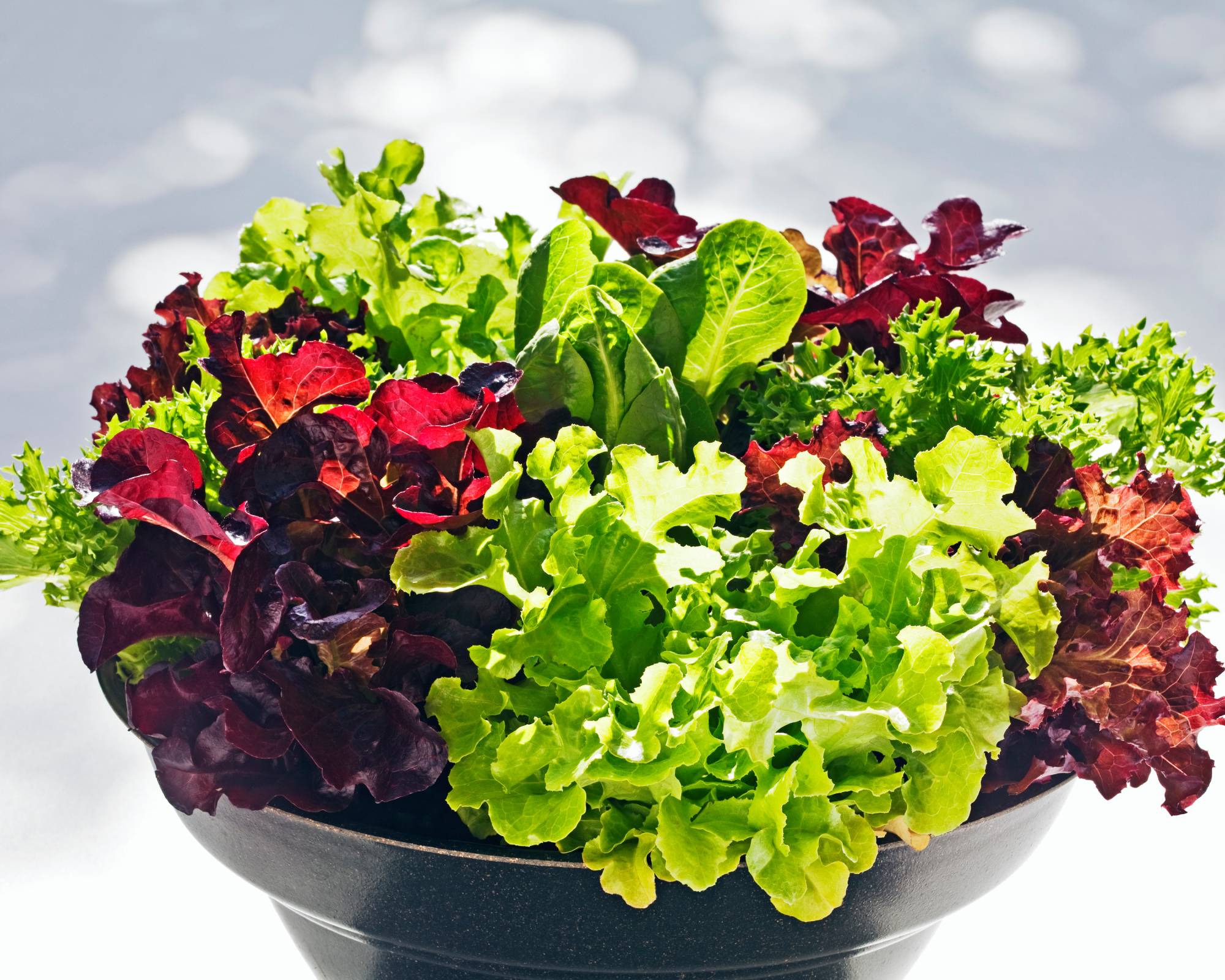 Mesclun mix of lettuce grown in pot