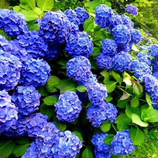 Blue hydrangea bush with green foliage