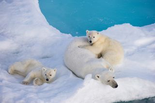 A polar bear mother and her cubs of the year rest on one of the few remaining piece of drift ice in the Barents Sea in late July, Northeastern Svalbard, Northern Europe.