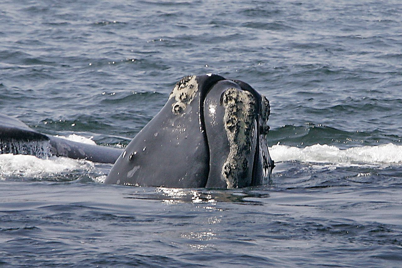 A North Atlantic right whale.