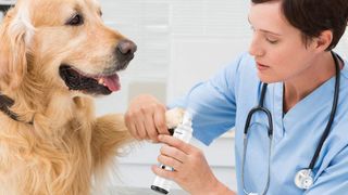 Dog having nails trimmed with one of the best nail grinders for pets