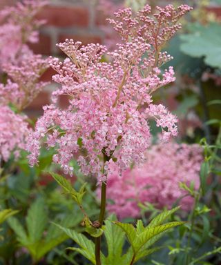 Soft pink fleecy flowers of Filipendula rubra ‘Venusta’