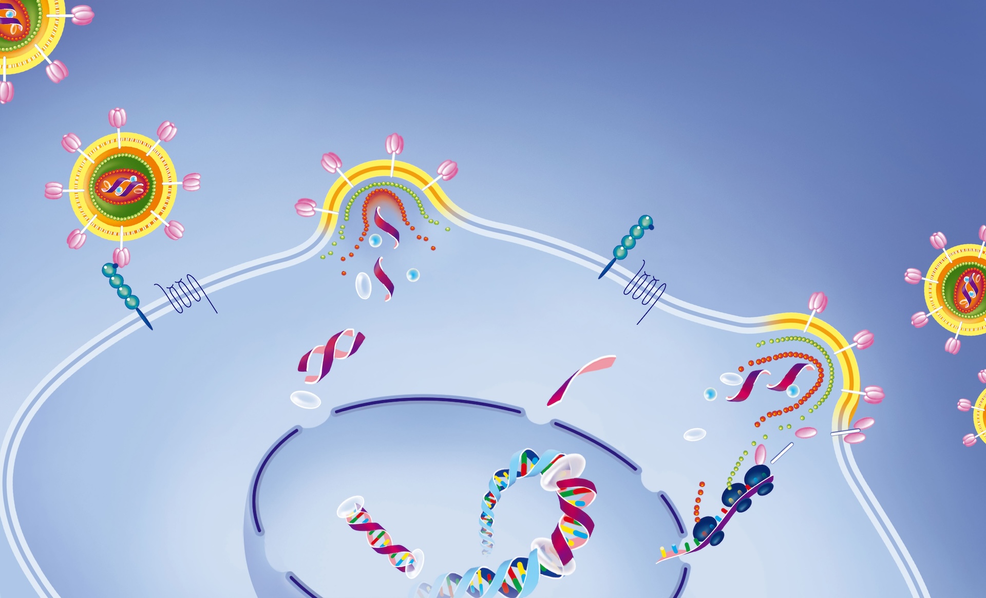 A diagram depicting an HIV particle infecting an immune cell, replicating, and then releasing new viral particles