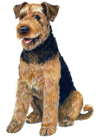 Airedale terrier