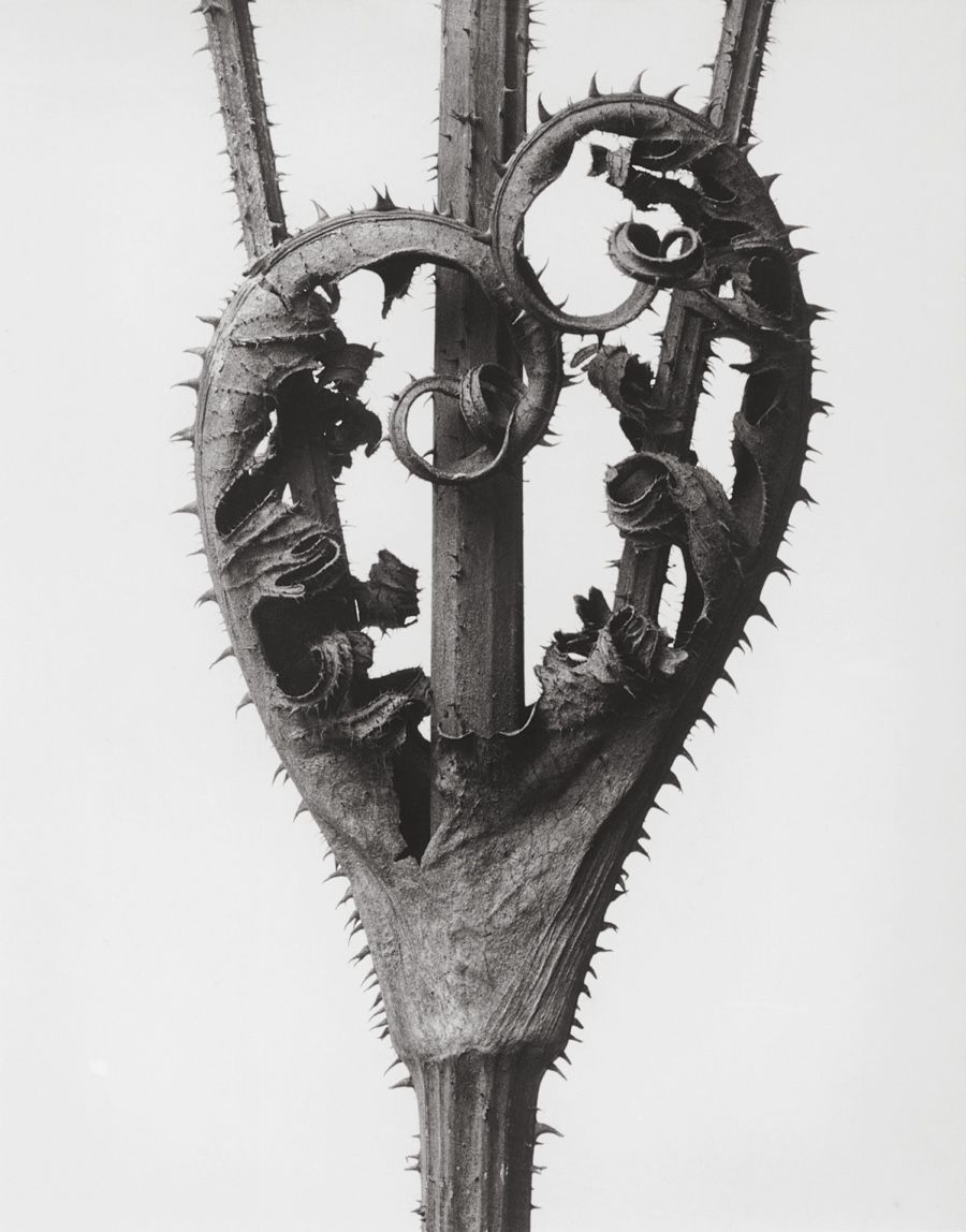 Plant Photos: Amazing Botanical Shots by Karl Blossfeldt | Live Science