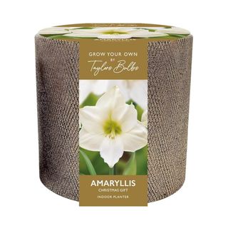 Taylors Bulbs Ceramic Amaryllis Planter 'Christmas Gift'