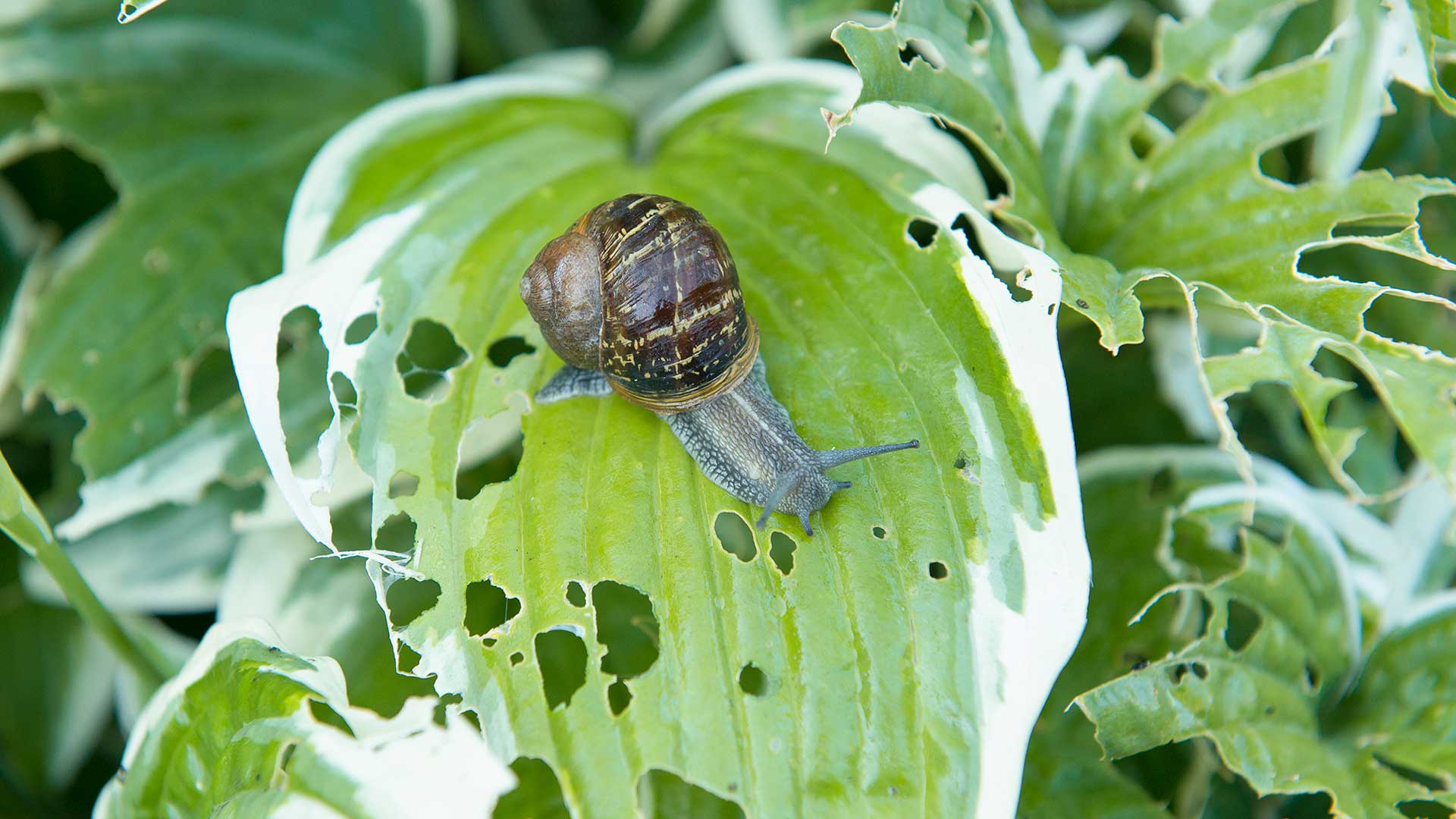 snail on hostas