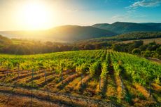 Vineyard scene at sunrise in in California