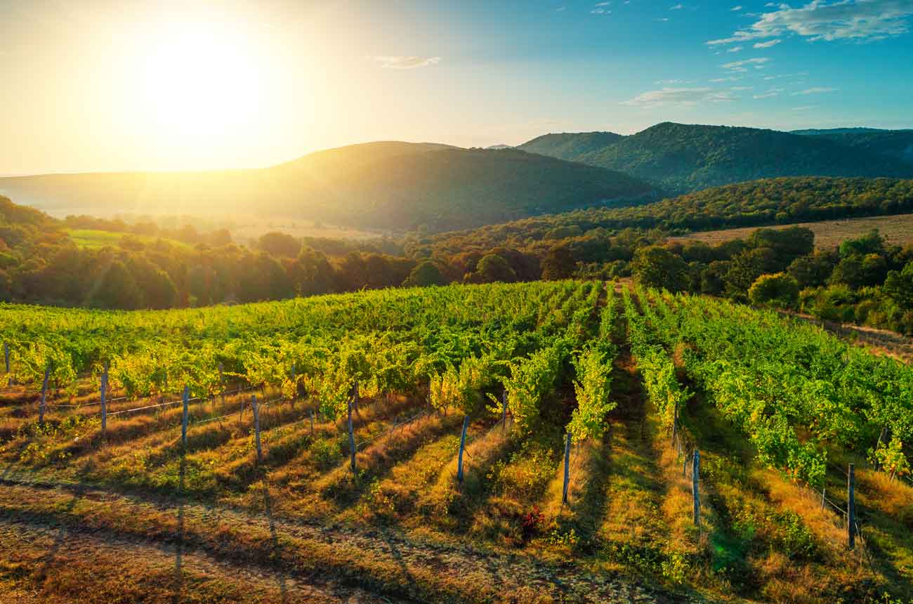 Vineyard scene at sunrise in in California