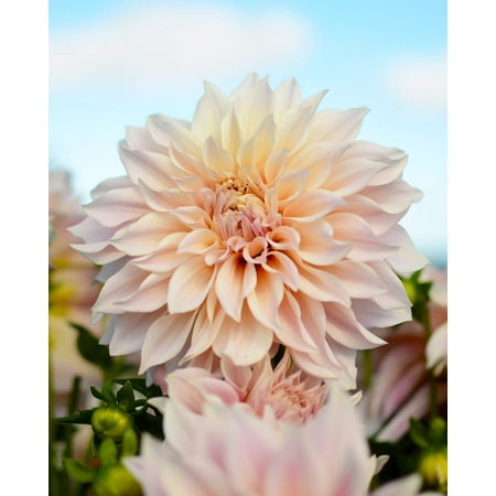 Cafe Au Lait Decorative Dahlia - 3 Root Divisions