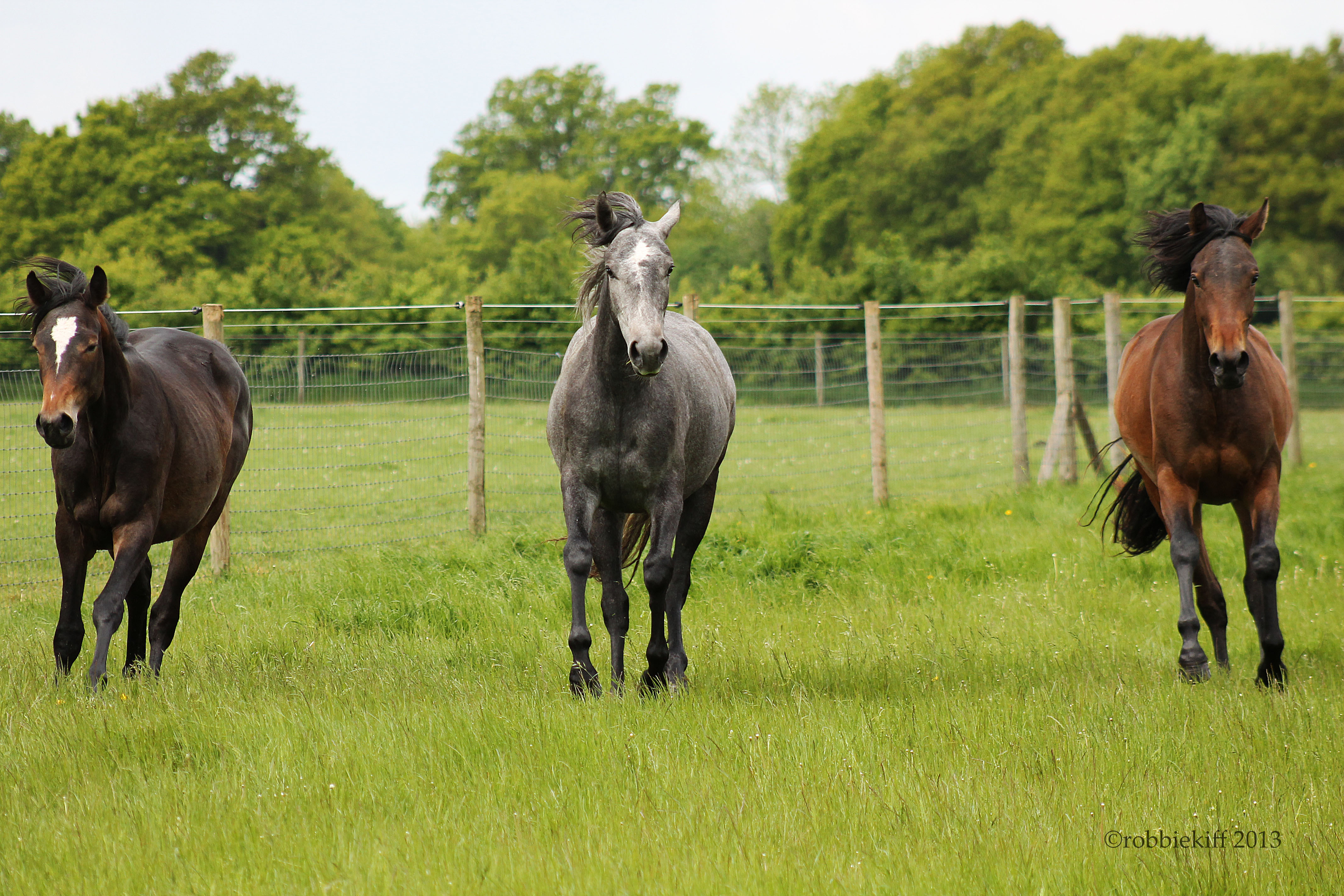 three horses running 2