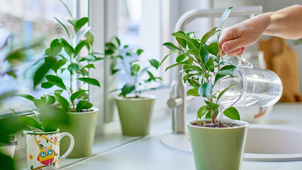 A hand waters a potted plant on a windowsill