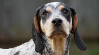 Bluetick coonhound headshot