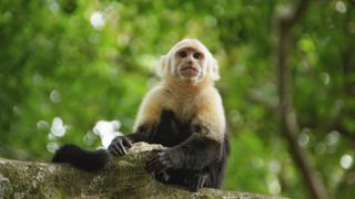 A white-faced Capuchin in a Costa Rican tree