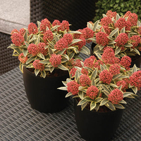 Japanese Skimmia japonica 'Magic Marlot' | £19.99 £7.99