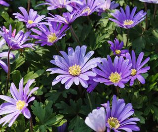 Anemone blanda blue, Windflower