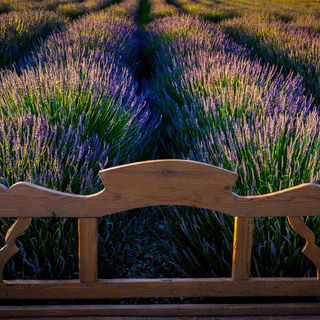a lavender plant behind a bench