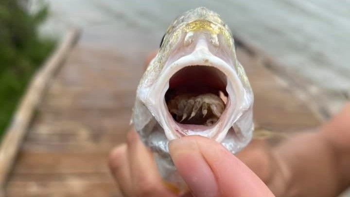 ‘Tongue-eating’ lice invade fish’s mouth in this year’s creepiest Halloween photo