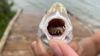 This creepy isopod is serving as a prosthetic tongue.