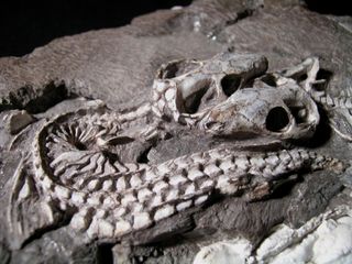 Two juvenile skeletons of the cynodont Thrinaxodon liorhinus.