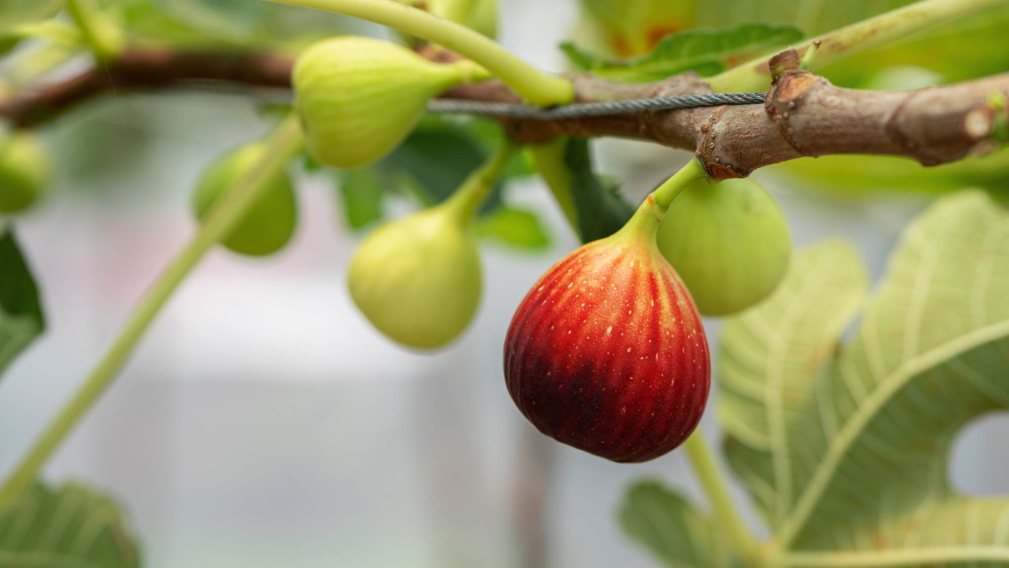 Ripe fig on tree