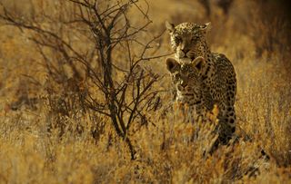 Leopard, super cats nature pbs
