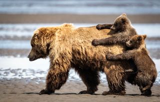 Two brown bear cubs hold on to their mother while walking on the beach 
