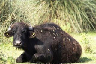 For tiny marsh frogs in Turkey, a water buffalo is like a walking buffet.