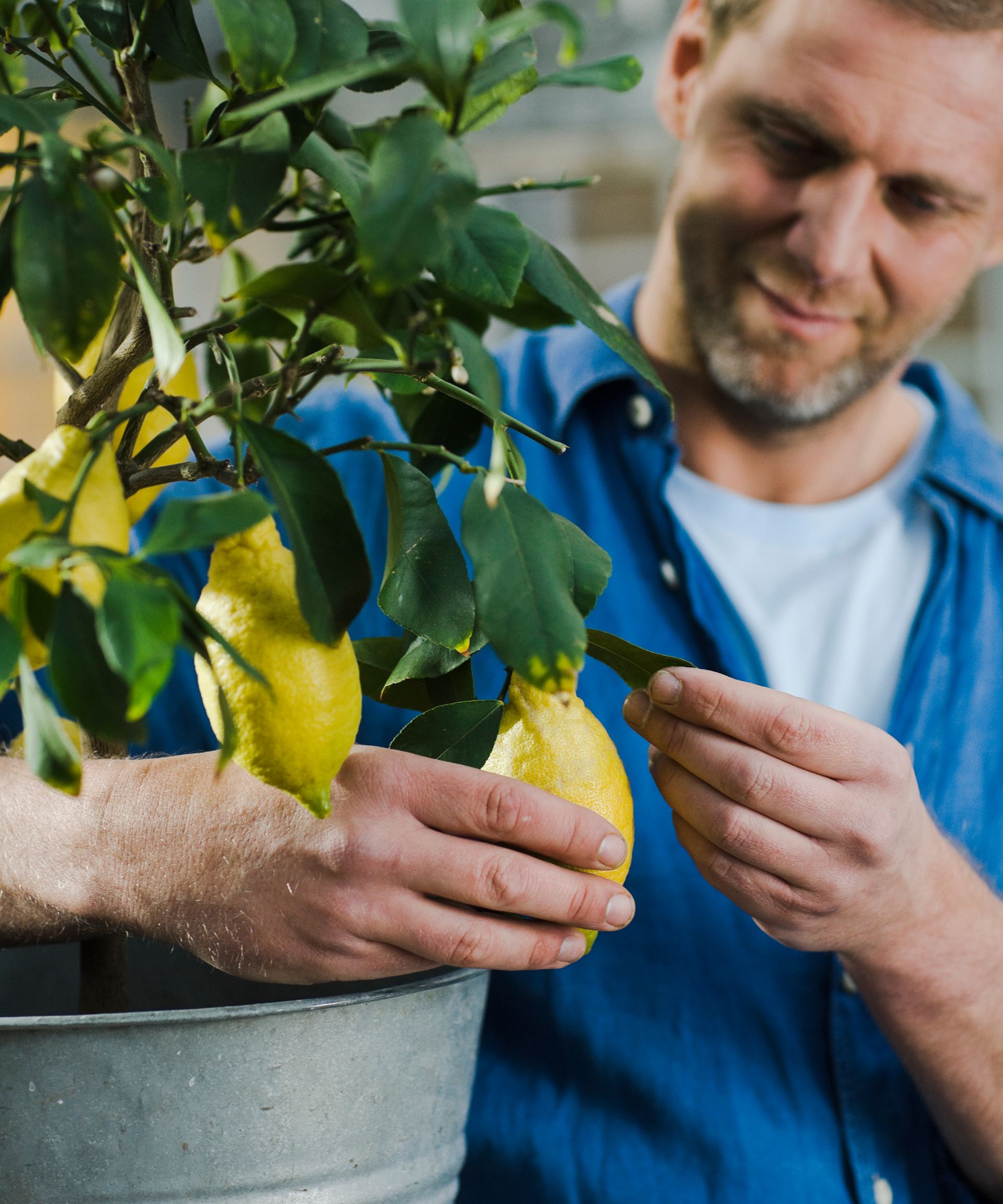 man picking a ripe lemon from a lemon tree growing in a pot
