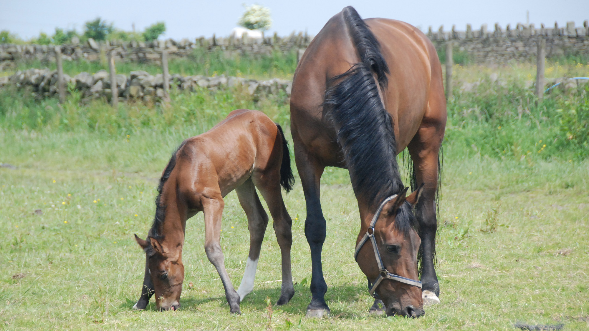 Jagerbomb as a foal, grazing with his mother