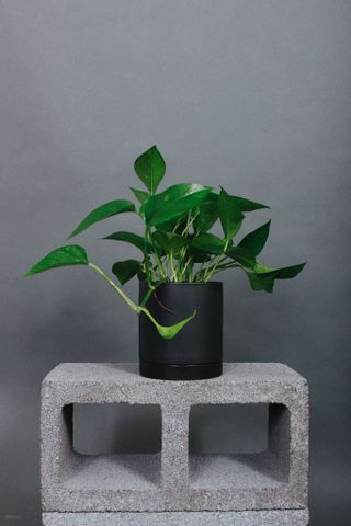 Grounded Jade Pothos Plant