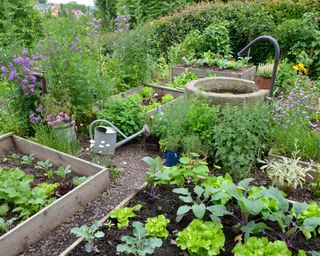 Raised bed vegetable garden with leafy greens