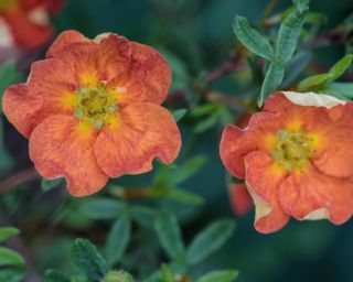 Potentilla fruticosa Marian Red Robin