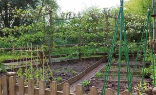 Raised beds with fruit trees and bean poles in kitchen gardens