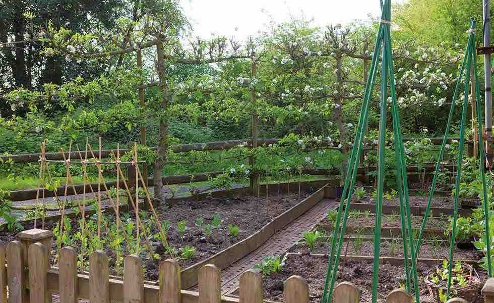 Raised beds with fruit trees and bean poles in kitchen gardens