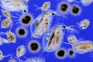 This photograph shows sea organisms known plankton, small organisms that drift in the oceans, seas and fresh water. Many types of plankton, such as these, are microscopic, but some, such as jellyfish, are very large. This image received an award from the