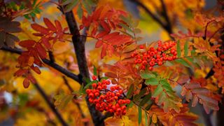 mountain ash tree with berries