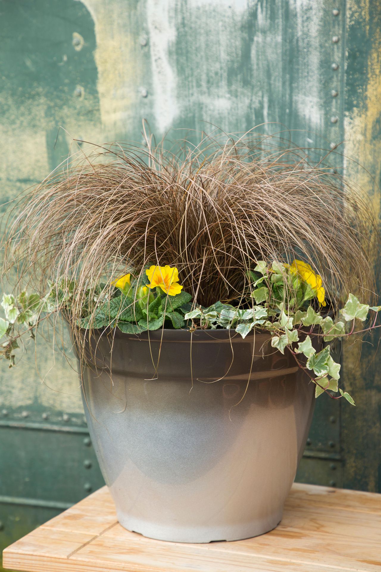 Best plants for winter hanging baskets 13 picks for stunning seasonal