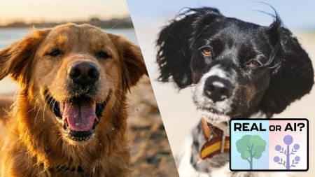 Two images of dogs side by side