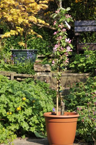 apple fruit tree in blossom in a pot
