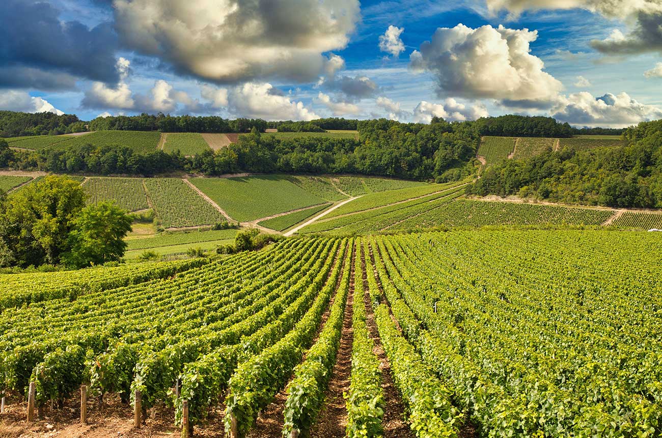 Vineyards in Chablis (2017)