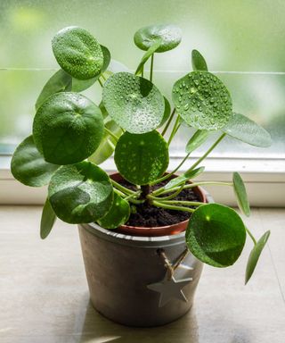 potted Chinese money plant on a windowsill