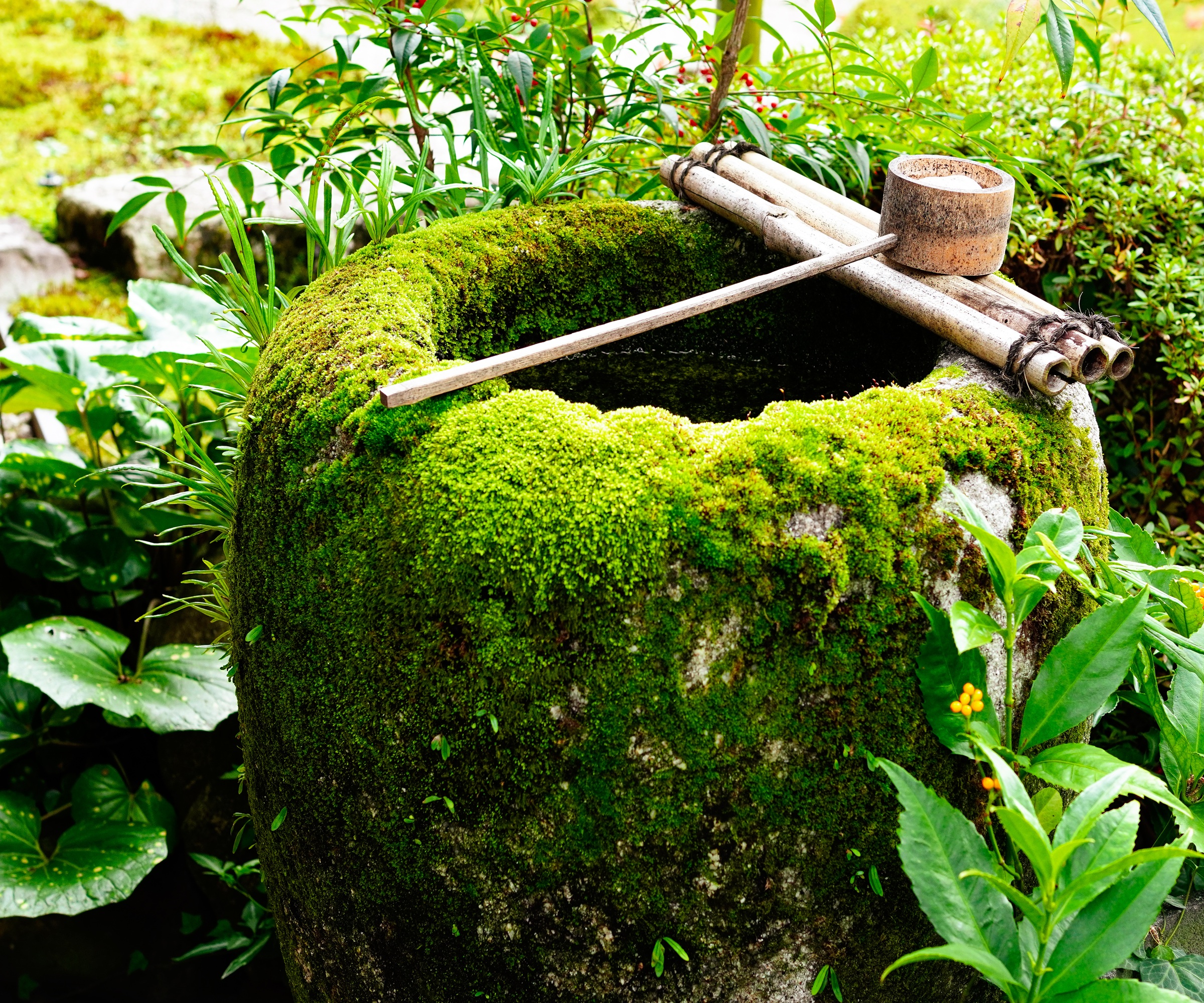 Stone water basin, moss